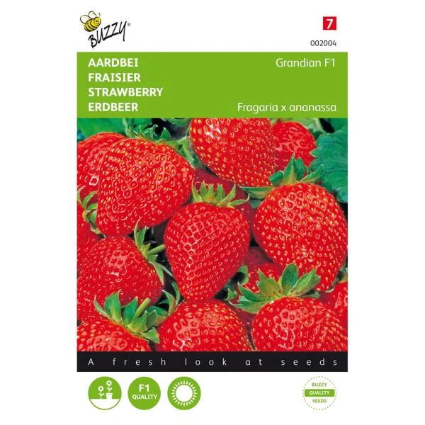 Aardbeien Grandian F1 - Fragaria × ananassa Aardbeien Grandian F1 - Fragaria × Ananassa -Winkel Voor Plantenzaden En Meststoffen aardbeien grandian f1 fragaria x ananassa 1646840382 1504 600