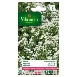 Alyssum Zilverkorfje - Lobularia Maritima