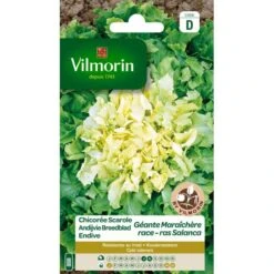 Andijvie Breedblad Salanca