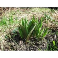Bollenplantmanden - Set Van 3 Stuks -Winkel Voor Plantenzaden En Meststoffen bloembollenbakje 1484053990 3 600