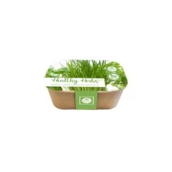 Box Healthy Herb - Bieslook