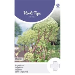 Engelwortel - Angelica Archangelica
