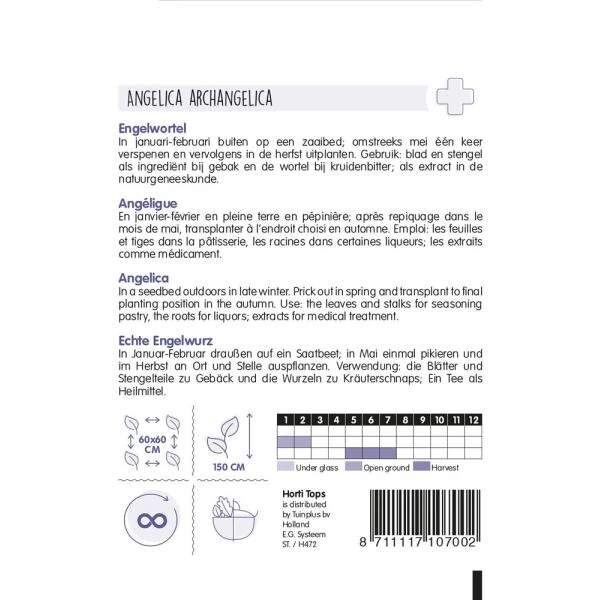 Engelwortel - Angelica archangelica Engelwortel - Angelica Archangelica -Winkel Voor Plantenzaden En Meststoffen engelwortel angelica archangelica 1646840346 737 600