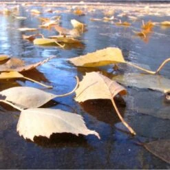 Fijnmazig Vijvernet 6 × 5 Meter -Winkel Voor Plantenzaden En Meststoffen fijnmazig vijvernet 6 x 5 meter 1541778382 1 600