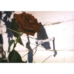 Geleidingssysteem Voor Klimplanten Palissa -Winkel Voor Plantenzaden En Meststoffen geleidingssysteem voor klimplanten 1601382137 3 600