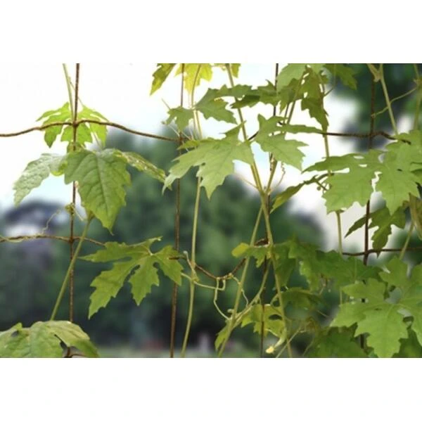 Groeinet bonen en erwten 1,8 × 1,8 m Groeinet Bonen En Erwten 1,8 × 1,8 M -Winkel Voor Plantenzaden En Meststoffen groeinet bonen 18 x 18 m 1531226378 1 600