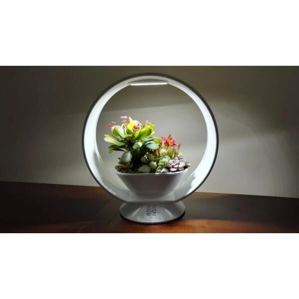 Mini tuin Jardin secret met verlichting en bluetooth - rond Mini Tuin Jardin Secret Met Verlichting En Bluetooth - Rond -Winkel Voor Plantenzaden En Meststoffen jardin secret met bluetooth rond 1602065218 2 600