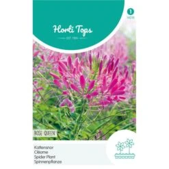 Kattensnor Rose Queen - Cleome Spinosa HT