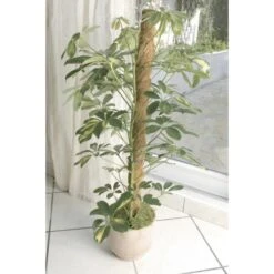 Kokos Kamerplantensteun - Plantstok Ø45 Mm × 1,2 M -Winkel Voor Plantenzaden En Meststoffen kokos plantstok 45 mm x 12 m 1622716785 4 600