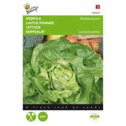 Kropsla Zomerdiamant - Lactuca Sativa