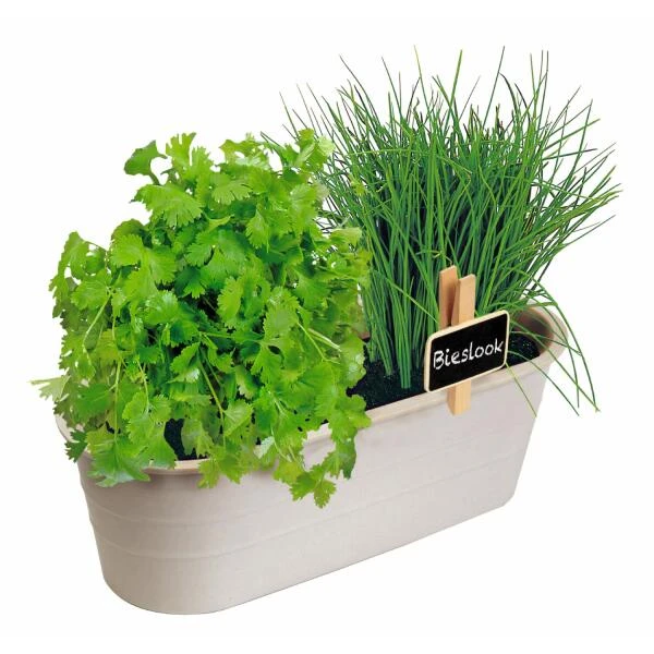 Kweekset bieslook en bladkoriander Kweekset Bieslook En Bladkoriander -Winkel Voor Plantenzaden En Meststoffen kweekset bieslook en bladkoriander 1646840379 1459 600