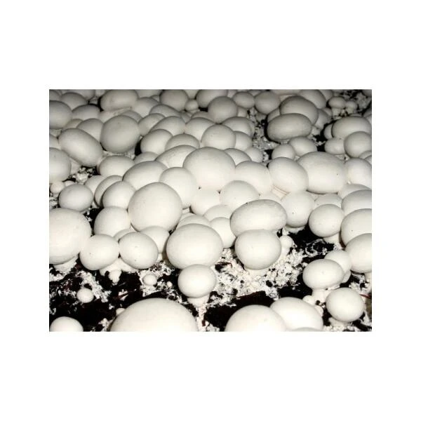 Kweekset 7,5 liter witte champignons Kweekset 7,5 Liter Witte Champignons -Winkel Voor Plantenzaden En Meststoffen kweekset witte champignons 3 l 1486032924 1 600