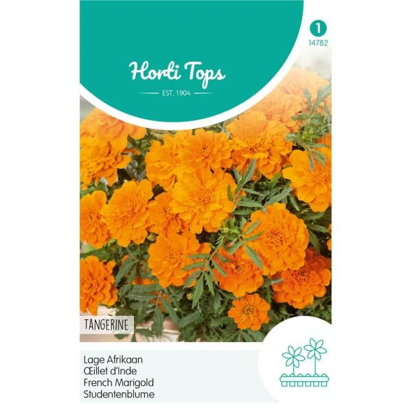 Lage Afrikaan Tangerine - Tagetes Patula Nana -Winkel Voor Plantenzaden En Meststoffen lage afrikaan tangerine tagetes patula nana 1646840365 1156 600