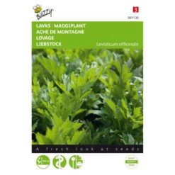 Lavas Of Maggikruid - Levisticum Officinalis