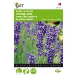 Lavendel - Lavandula Angustifolia
