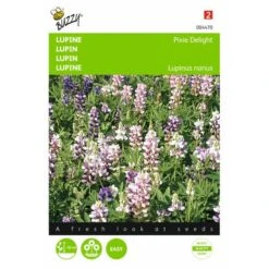 Lupine Pixie Delight - Lupinus Nanus