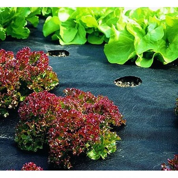 Mulchvlies - onkruiddoek 5 × 1,5 m - 50g/m² Mulchvlies - Onkruiddoek 5 × 1,5 M - 50g/m² -Winkel Voor Plantenzaden En Meststoffen mulchvlies 5 x 15 m 50gm 1484056621 1 600