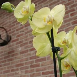 Orchideeënclips - Set Van 10 Stuks -Winkel Voor Plantenzaden En Meststoffen orchideenclips 1487329046 0 600