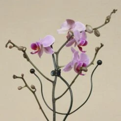 Orchideeënsteun 3 Orchideeënsteun -Winkel Voor Plantenzaden En Meststoffen orchideensteun 1484052768 4 600