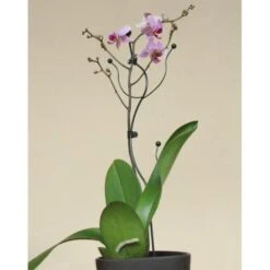 Orchideeënsteun 4 Orchideeënsteun -Winkel Voor Plantenzaden En Meststoffen orchideensteun 1484052768 5 600