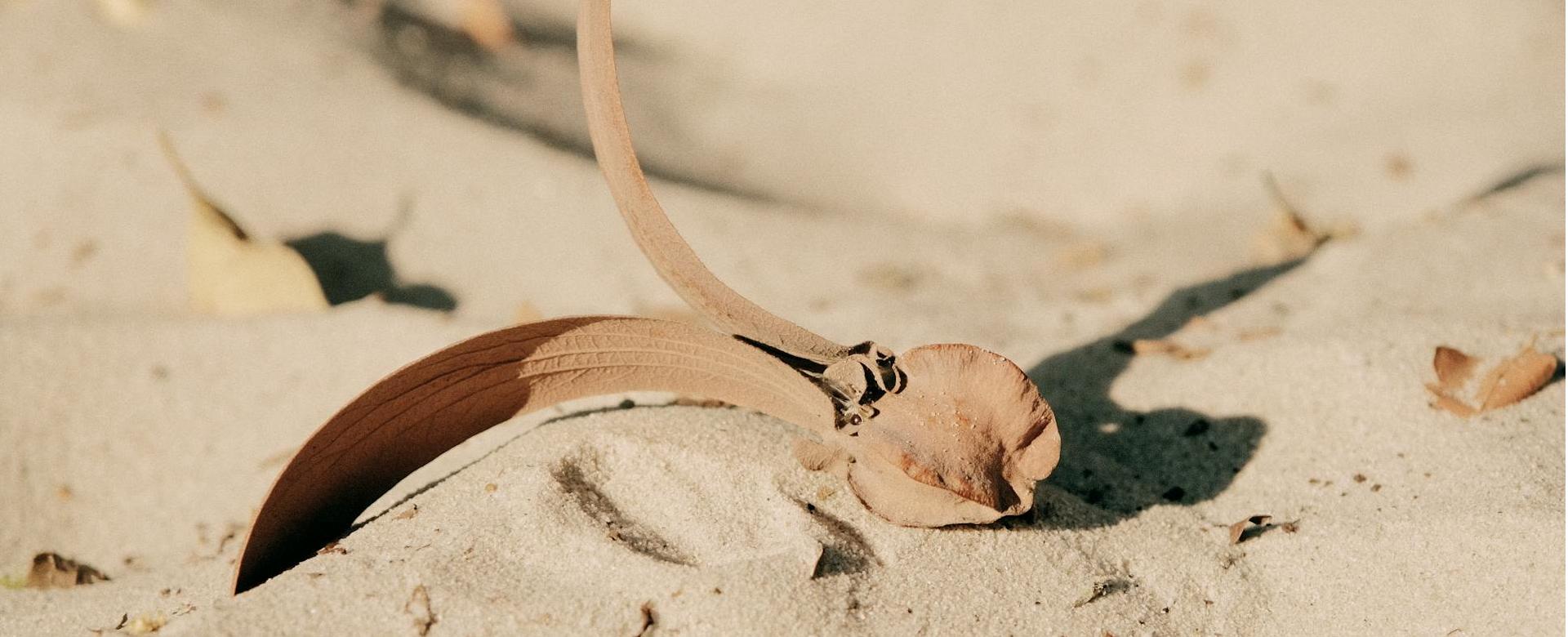 Winkel Voor Plantenzaden En Meststoffen -Winkel Voor Plantenzaden En Meststoffen pexels s n th c hu nh 489950302 15962386