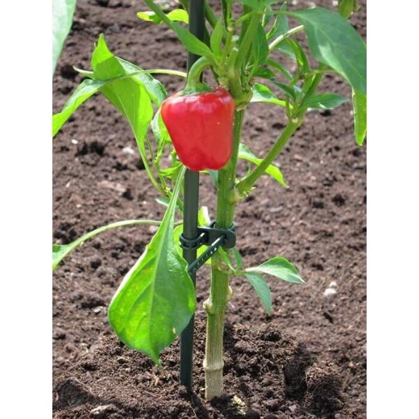 Plantenbinder - rubber 18 cm groen - set van 15 stuks Plantenbinder - Rubber 18 Cm Groen - Set Van 15 Stuks -Winkel Voor Plantenzaden En Meststoffen plantenbinder rubber 18 cm groen 1672759364 3 600