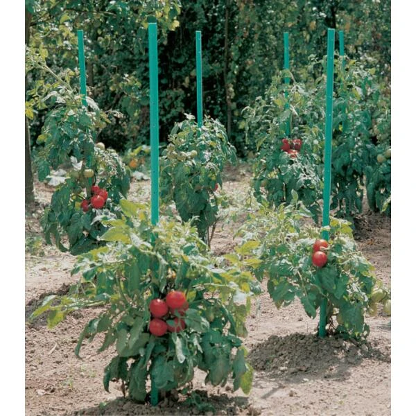 Plantensteun voor tomaten met waterreserve - 150 cm Plantensteun Voor Tomaten Met Waterreserve - 150 Cm -Winkel Voor Plantenzaden En Meststoffen plantsteun voor tomaten met waterreserve 1m50 1602162237 1 600