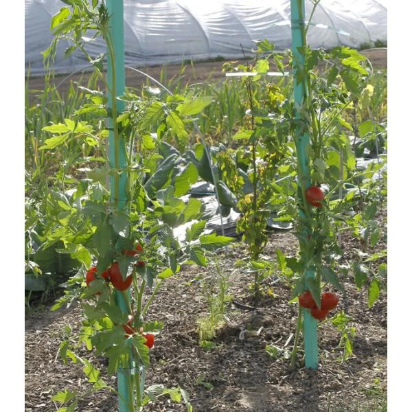 Plantensteun voor tomaten met waterreserve - 150 cm Plantensteun Voor Tomaten Met Waterreserve - 150 Cm -Winkel Voor Plantenzaden En Meststoffen plantsteun voor tomaten met waterreserve 1m50 1602162237 2 600