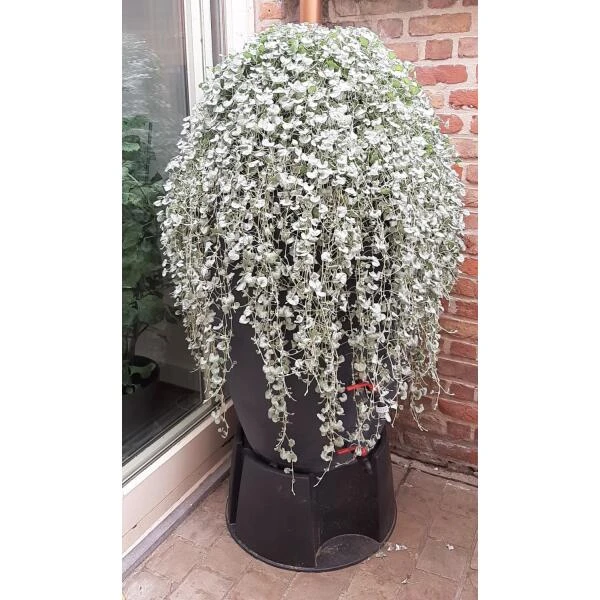 Regenton antraciet - 360 liter Regenton Antraciet - 360 Liter -Winkel Voor Plantenzaden En Meststoffen regenton antraciet 360 liter 1566069314 1 600