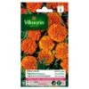 Tagetes Globe Orange - Tagetes Patula