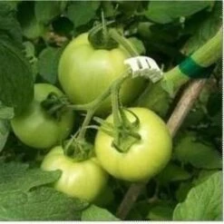 Tomaten Trossteun Wit - Set Van 100 Stuks -Winkel Voor Plantenzaden En Meststoffen tomatentrossteunen 1484056718 4 600