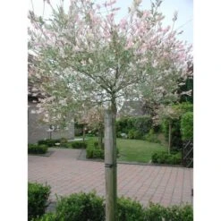 Tree-fix Boombinder 23 Cm - Set Van 20 Stuks -Winkel Voor Plantenzaden En Meststoffen treefix boombinder 23 cm 1547127699 1 600