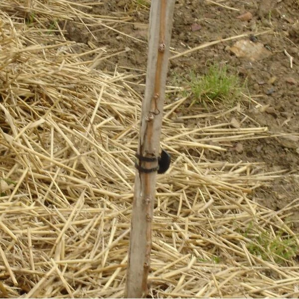 Vigne-fix 11 cm plantenbinder - 500 g Vigne-fix 11 Cm Plantenbinder - 500 G -Winkel Voor Plantenzaden En Meststoffen vignefix 11 cm plantenbinder 1547124016 1 600