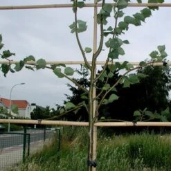 Vigne-fix 7 Cm Plantenbinder - 500 G 2 Vigne-fix 7 Cm Plantenbinder - 500 G -Winkel Voor Plantenzaden En Meststoffen vignefix 7 cm plantenbinder 1547134454 1 600