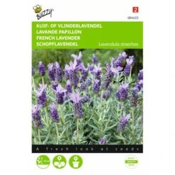 Vlinderlavendel Sancho Panza - Lavandula Stoechas