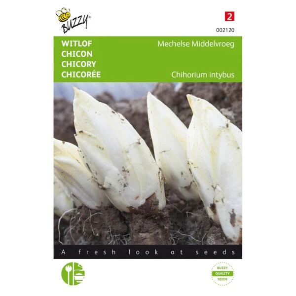 Witlof Mechelse Middelvroeg - Cichorium intybus Witlof Mechelse Middelvroeg - Cichorium Intybus -Winkel Voor Plantenzaden En Meststoffen witlof mechelse middelvroeg cichorium intybus 1646840315 81 600