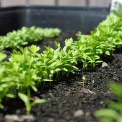 Zaaibak Zwart 57 × 42 × 8 Cm 4 Zaaibak Zwart 57 × 42 × 8 Cm -Winkel Voor Plantenzaden En Meststoffen zwarte zaaibak 55 x 40 x 8 cm 1484055699 5 600